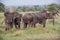 Serengeti National Park, Tanzania - Elephants having a dust bath