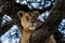 Serengeti National Park, Tanzania - Female Lion in Tree