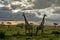 Serengeti National Park, Tanzania - Giraffes