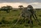 Serengeti National Park, Tanzania - Giraffes Fighting