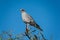 Serengeti National Park, Tanzania - Goshawk