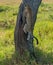 Serengeti National Park, Tanzania - Leopard climbing tree