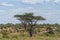 Serengeti Panorama