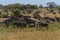 Serengeti Panorama