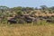 Serengeti Panorama