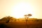 Serengeti savannah in morning light