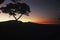 Serengeti Sunrise Silhouette