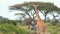 SERENGETI, TANZANIA - DECEMBER 15, 2020: Amazing scene in safari park of tourists on SUV posing with giraffe in shot