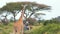 SERENGETI, TANZANIA - DECEMBER 15, 2020: Amazing scene in safari park of tourists on SUV posing with giraffe in shot