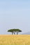 Serengeti trees