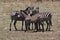 Serengeti Zebras