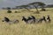 Serengeti Zebras