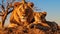 Serenity in the African Savannah: A Lion Family Resting Under the Acacia Tree