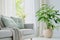 Serenity Amidst Greenery: A Cozy Living Room with Comfortable Sofa, Wooden Table, and Lush Houseplants