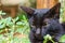 Serenity Amidst Nature: Black Cat\\\'s Green Grass Portrait