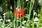 Serenity. Anzac Day. poppy seeds to relieve pain. summer nature beauty. spring is coming. bright red poppy flower. Poppy. symbol