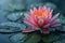 Serenity Bloom: Dew-kissed Pink Lotus in Tranquil Waters. Concept Nature Photography, Lotus