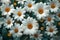 Serenity in Bloom: White Daisy Array. Concept Flower Photography, White Daisies, Serene Settings,