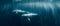 Serenity in the Depths: Belugas Amidst Ocean\\\'s Hush. Concept Wildlife Photography, Underwater