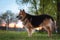 the serenity of a farm dog