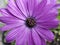 Serenity Purple osteospermum  Flower