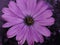Serenity Purple osteospermum  Flower