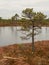 Serenity\\\'s Stand: Tree in an Autumn Swamp with Frozen Lakes Beyond