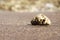 Serenity Sculpture: Pumice Rock Resting on Sandy Shores