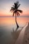 Serenity at Sunset: A Solitary Palm Tree Overlooking the Ocean