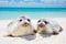 Serenity Unveiled: Adorable Baby Seals Basking on Pristine Sandy Beach