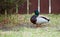 Serenity on the Water: A Photoshoot with the Majestic Mallard Duck