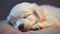 Serenity in White: A Sleeping Puppy\\\'s Peaceful Slumber