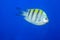 Sergeant major damselfish