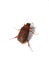 Serica brunnea brown chafer beetle
