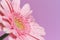 Serie of pink gerbera flower with water drops