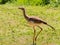 Seriema bird of Bonito Brazil