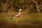 Seriema bird from Brazilian nature. Bird in the grassy meadow, long red legs. Travelling in South America. Wildlife from Pantanal