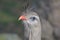 Seriema Bird with Feathers Standing Up with an Orange Beak