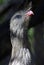 Seriema, Red-Legged