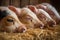 series of close-up shots of little piglets snoozing in a barn, their wiggling noses and twitching whiskers visible