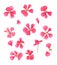 Series dried pressed petals of flowers of delicate pink geranium