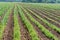 A series of field planting, the ploughed farmland, okuchit treated agricultural fields