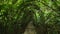 A series of living hibiscus arches. Camera movement along a garden path inside a green corridor.