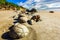 Series of mysterious boulders Moeraki