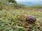 A series of photos One day in the life of snails.Grape snail on a stone, on a blurred