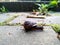 A series of photos One day in the life of snails.Grape snail on a stone, on a blurred