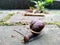 A series of photos One day in the life of snails.Grape snail on a stone, on a blurred