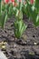 A series of several color-picking tulips planted in the ground