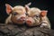 series of shots showing the little piglets snuggling together, each with its own unique personality shining through