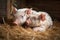 series of shots showing the little piglets snuggling together, each with its own unique personality shining through